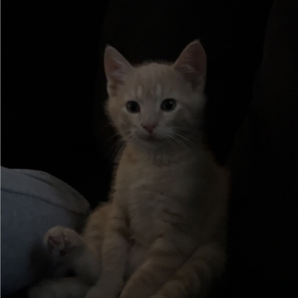 Meet your Posher, Bianca - Picture 1 of 1